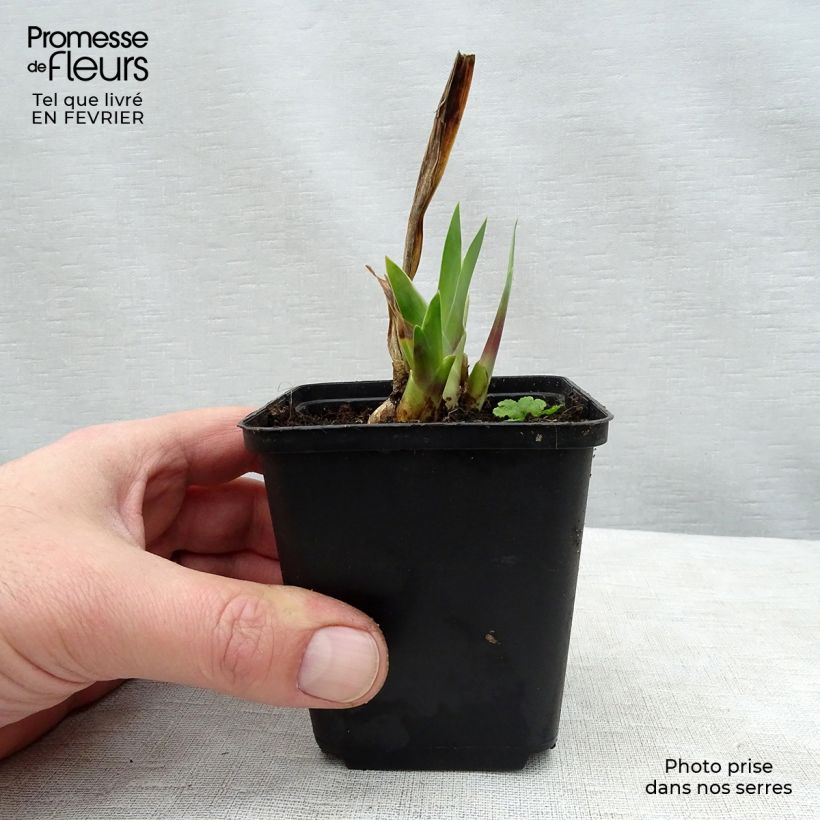 Spécimen de Iris germanica Wabash - Grand iris des jardins Godet de 8/9 cm, Calibre 4/6 tel que livré en hiver