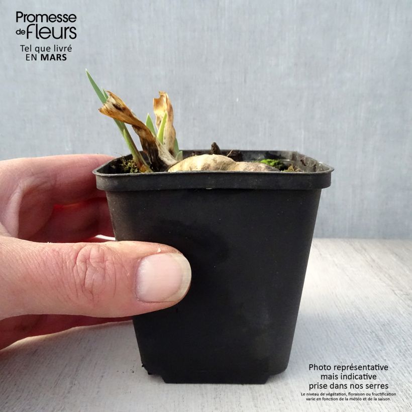 Spécimen de Iris germanica Wabash - Grand iris des jardins Rhizome ou godet tel que livré au printemps