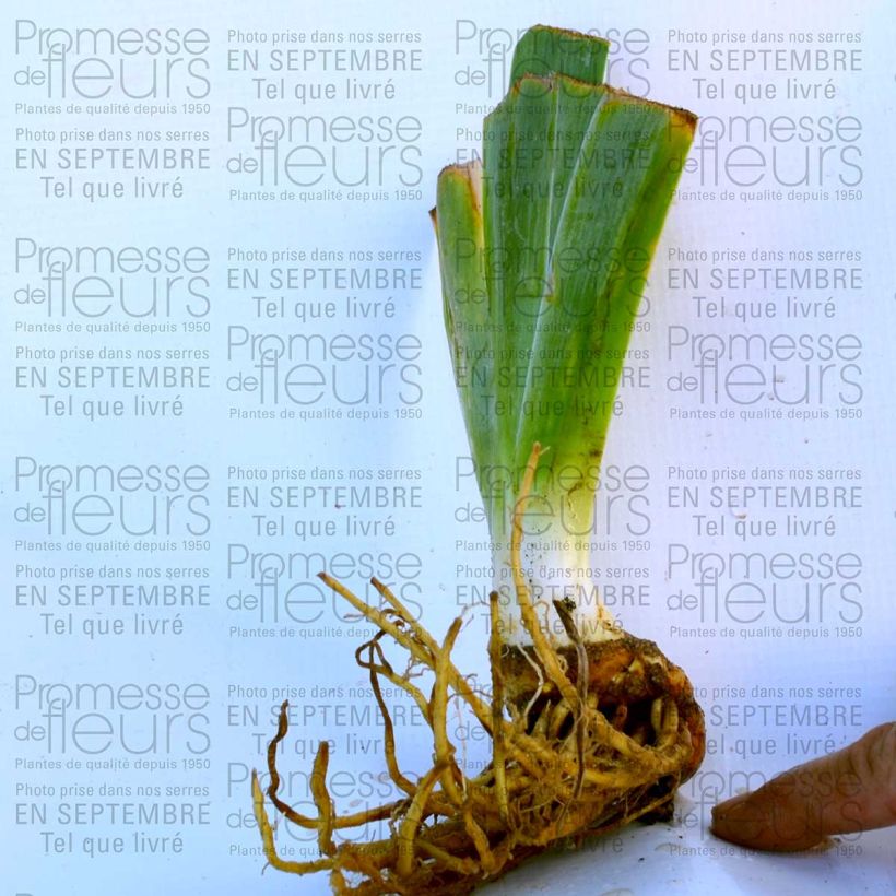 Exemple de spécimen de Iris germanica Wild Frontier - Iris des jardins Rhizome ou godet tel que livré