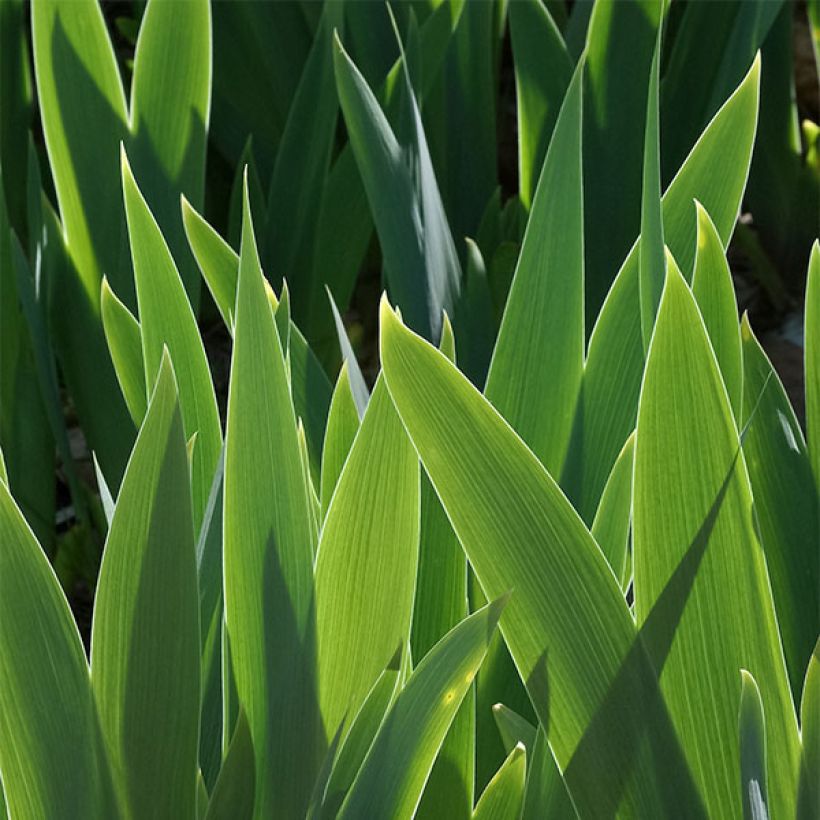 Iris germanica Yaquina Blue - Iris des Jardins (Feuillage)