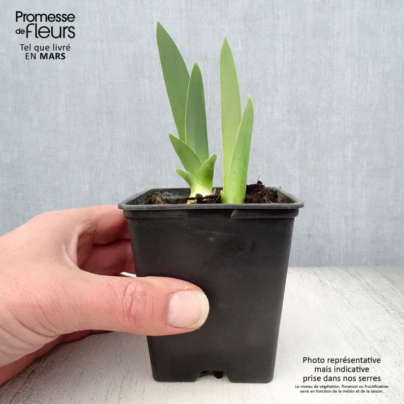 Spécimen de Iris germanica Yaquina Blue - Iris des Jardins Rhizome tel que livré au printemps
