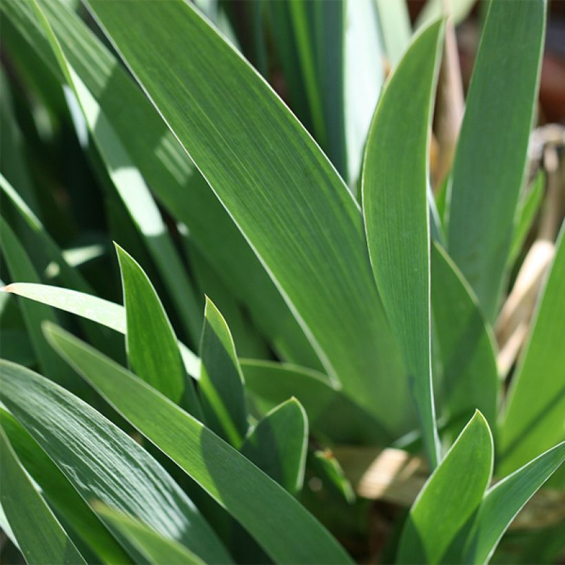 Iris germanica Young Blood - Iris des Jardins (Feuillage)