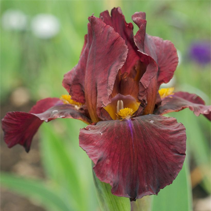 Iris germanica Young Blood - Iris des Jardins (Floraison)