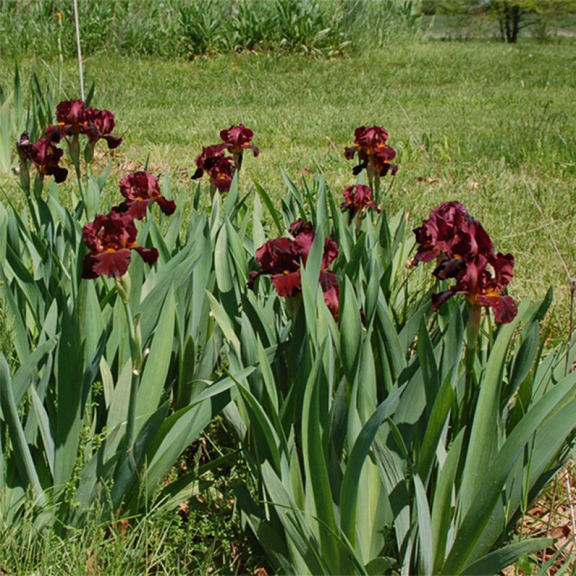 Iris germanica Young Blood - Iris des Jardins (Port)