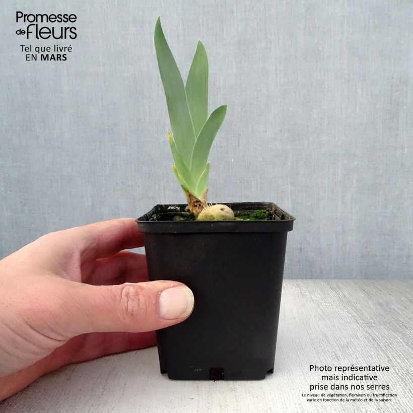 Spécimen de Iris germanica Young Blood - Iris des Jardins Rhizome ou godet tel que livré au printemps