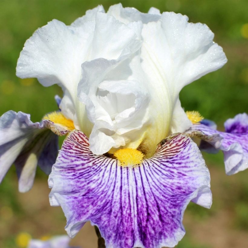 Iris germanica Palette De Peintre - Iris des Jardins (Floraison)