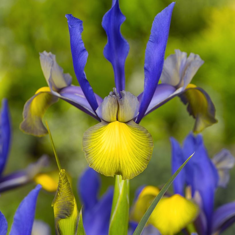 Iris de Hollande Miss Saigon (Floraison)