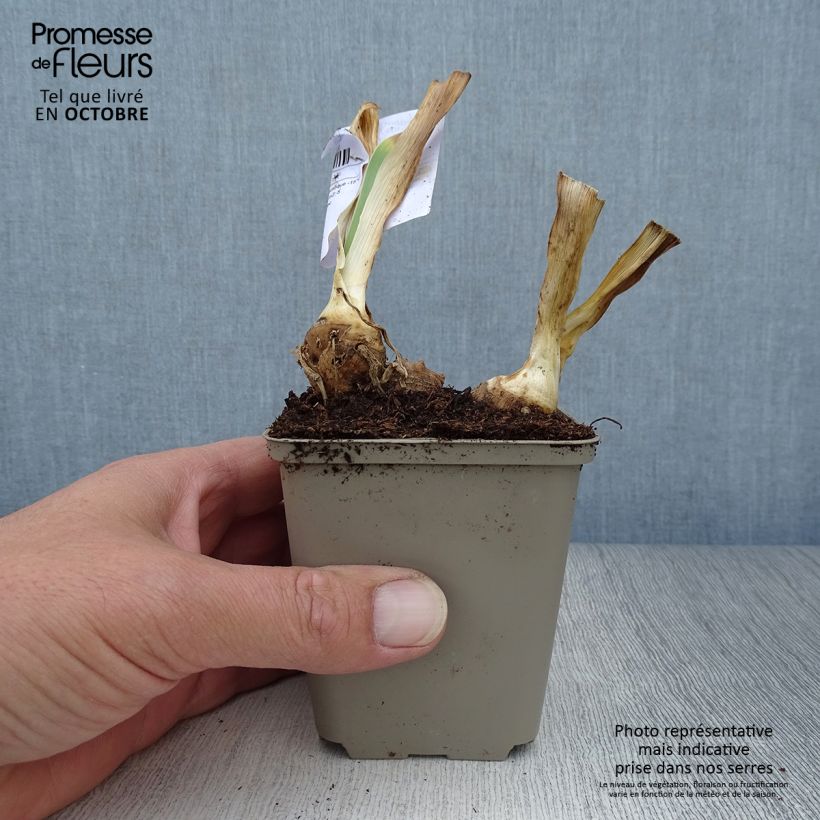 Spécimen de Iris germanica Italiques - Iris des Jardins Rhizome, Calibre 10/15, qualité extra tel que livré en automne