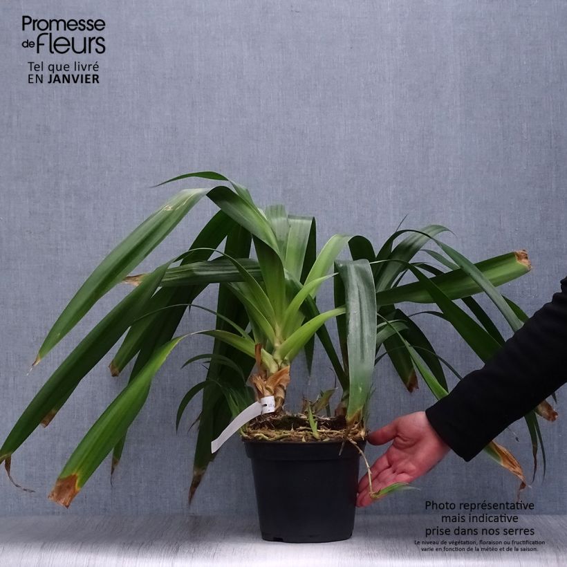 Spécimen de Iris japonica - Iris du Japon  Pot de 2L/3L tel que livré en hiver
