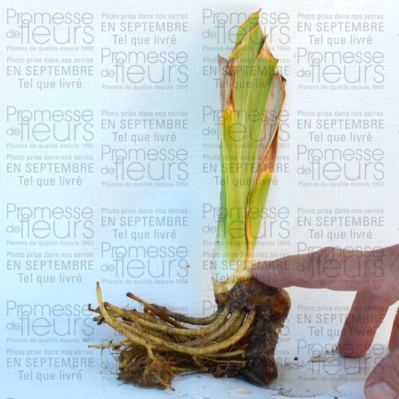 Exemple de spécimen de Iris germanica Lady Friend - Ruby Mine Rhizome ou godet tel que livré