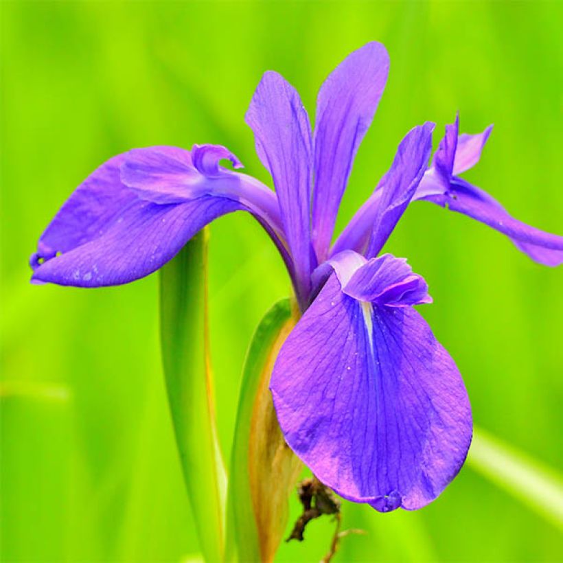 Iris laevigata - Iris d'eau japonais (Floraison)