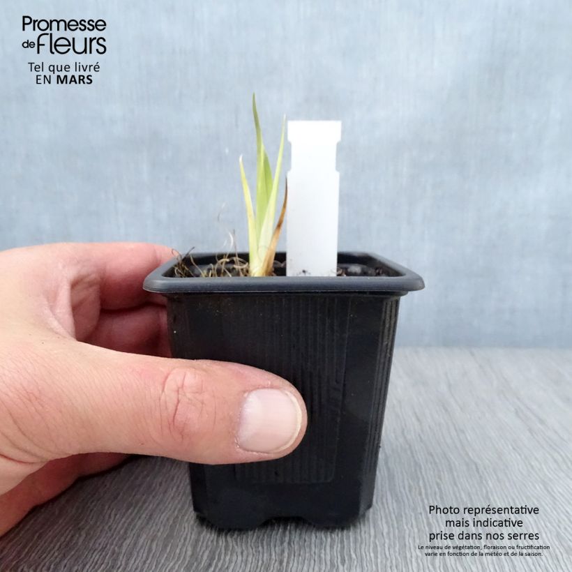 Spécimen de Iris laevigata - Iris d'eau japonais en godet 8/9cm tel que livré au printemps
