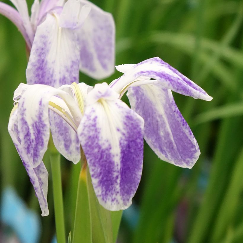 Iris laevigata Mottled Beauty - Iris d'eau japonais (Floraison)
