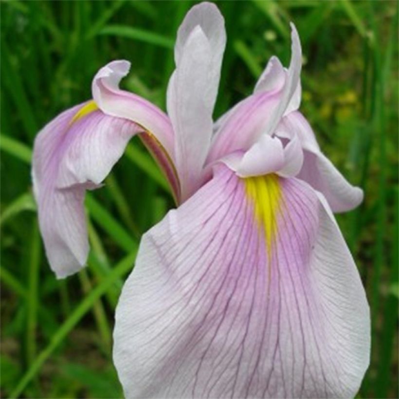 Iris laevigata Queen Victoria - Iris d'eau japonais (Floraison)