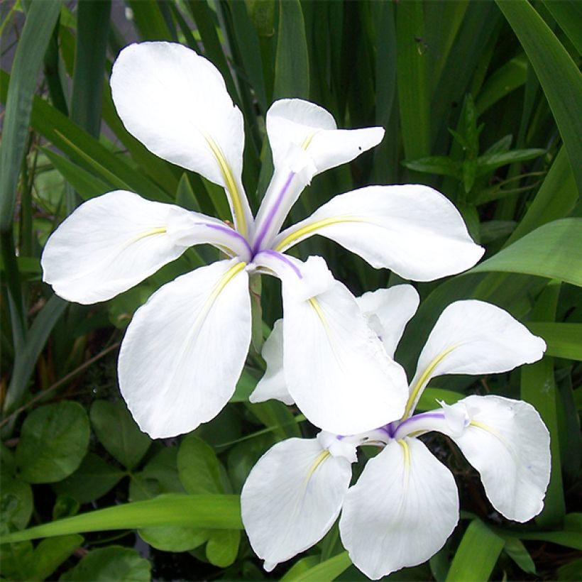 Iris laevigata Snowdrift (Floraison)