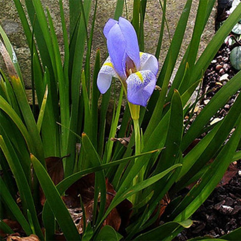 Iris lazica (Port)