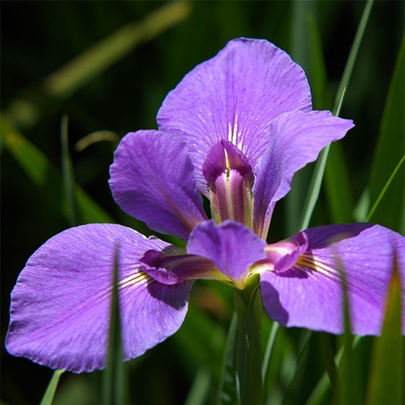 Iris louisiana Gulf Shore (Floraison)
