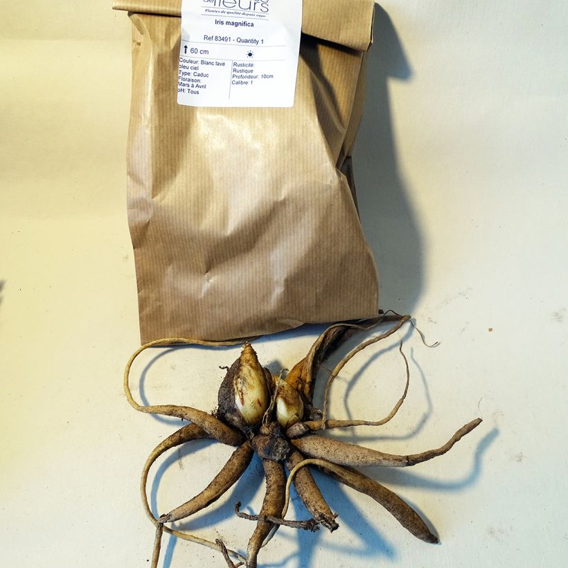 Exemple de spécimen de Iris magnifica Bulbe tel que livré