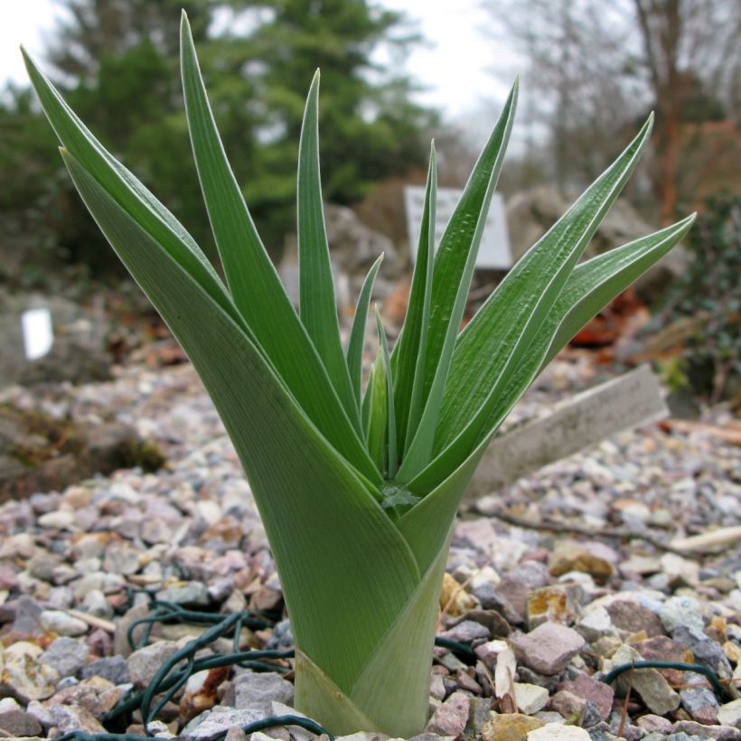 Iris magnifica alba - Iris majestueux (Feuillage)