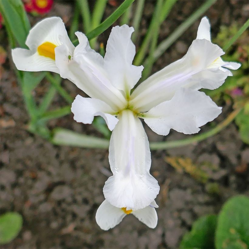 Iris magnifica alba - Iris majestueux (Floraison)