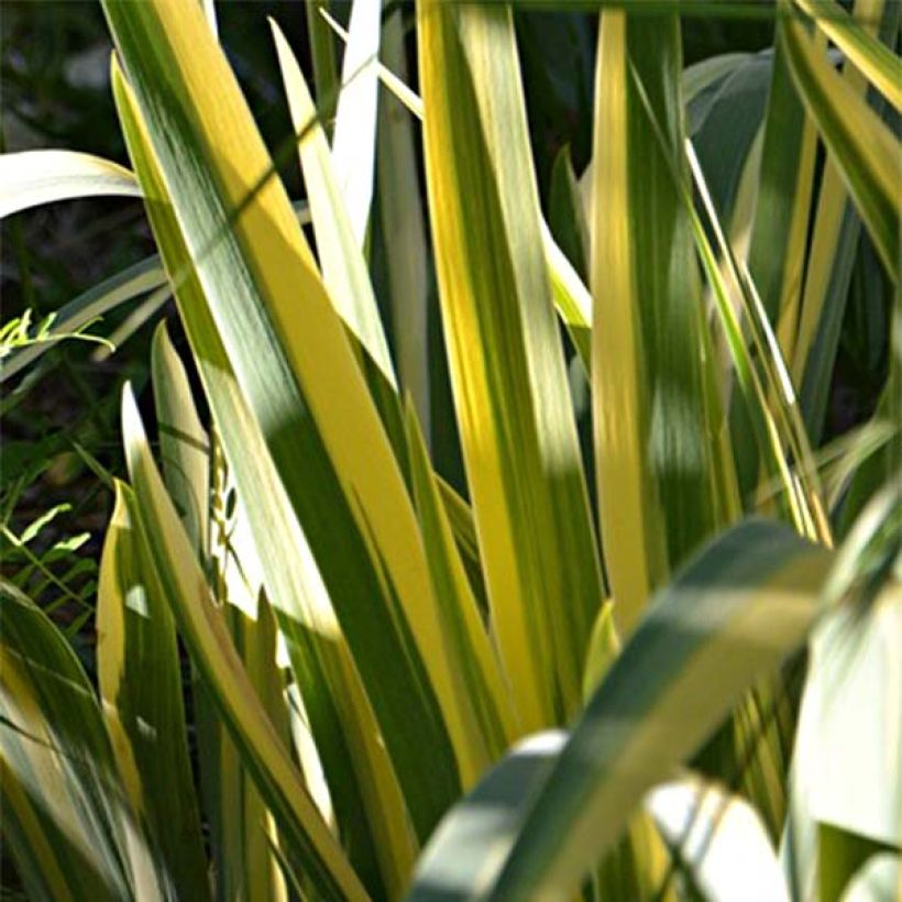 Iris pallida Variegata - Iris pâle panaché de jaune. (Feuillage)