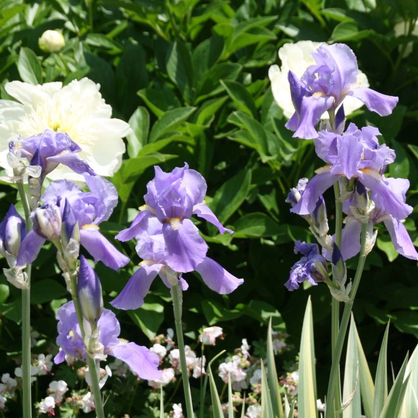 Iris pallida Variegata - Iris pâle panaché de jaune. (Floraison)
