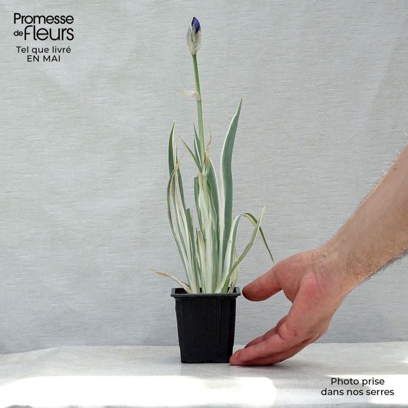 Spécimen de Iris pallida Variegata - Iris pâle panaché de jaune. Godet de 8 cm tel que livré au printemps