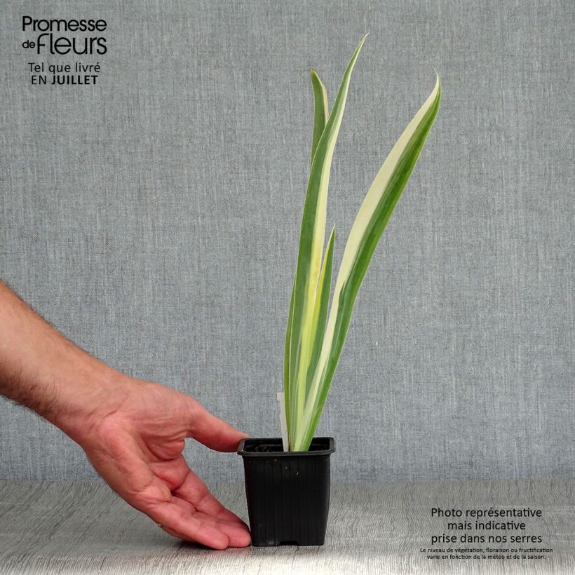 Spécimen de Iris pallida Variegata - Iris pâle panaché de jaune. Godet de 8/9 cm tel que livré en été