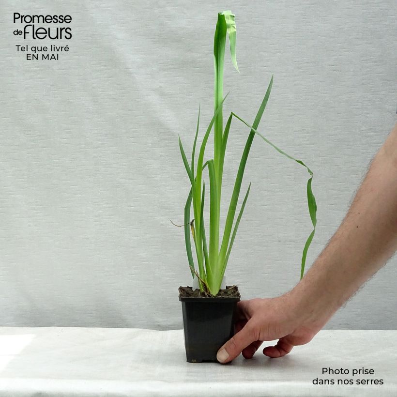 Spécimen de Iris pseudacorus - Iris des marais Godet de 9cm tel que livré au printemps