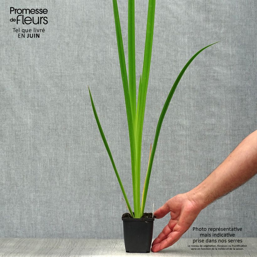 Spécimen de Iris pseudacorus - Iris des marais Godet de 8/9 cm tel que livré en été