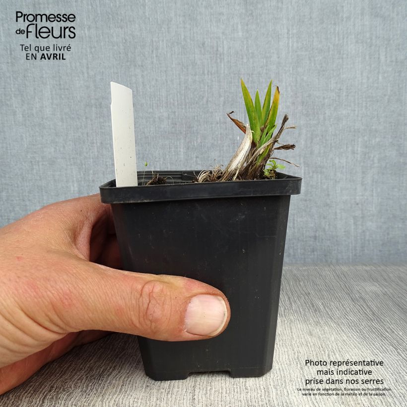 Spécimen de Iris pseudacorus Plena - Iris des marais  tel que livré au printemps