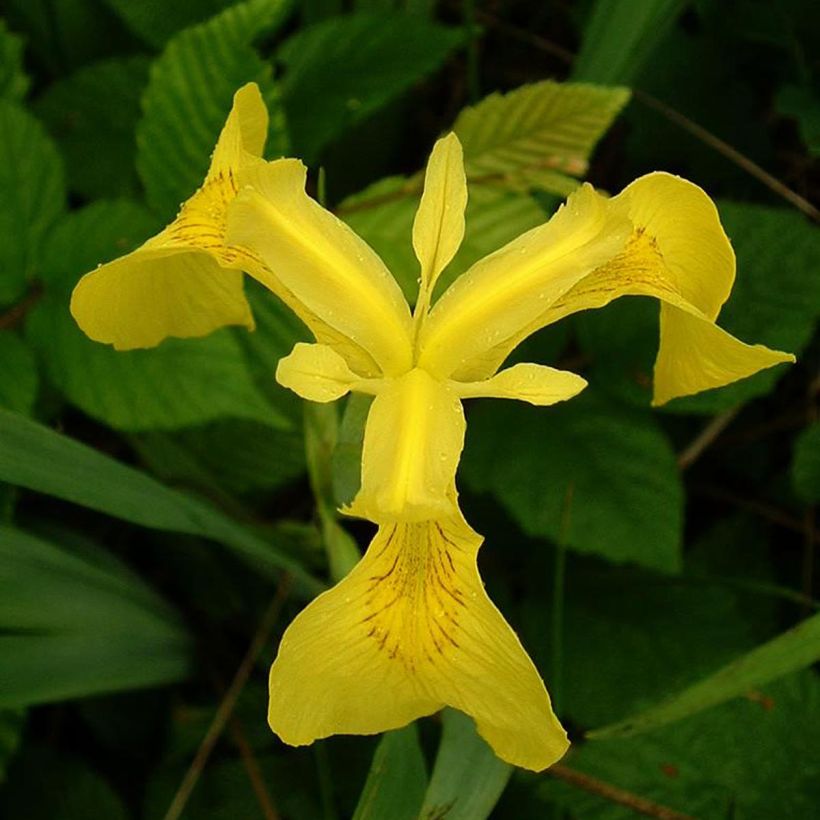 Iris pseudacorus - Iris des marais (Floraison)