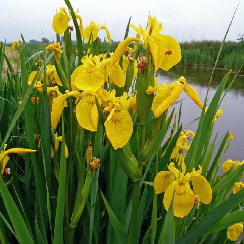 Iris pseudacorus - Iris des marais (Feuillage)