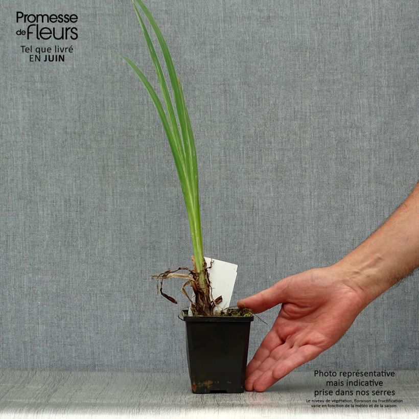 Spécimen de Iris pseudacorus var. bastardii - Iris des marais Godet de 8/9 cm tel que livré en été