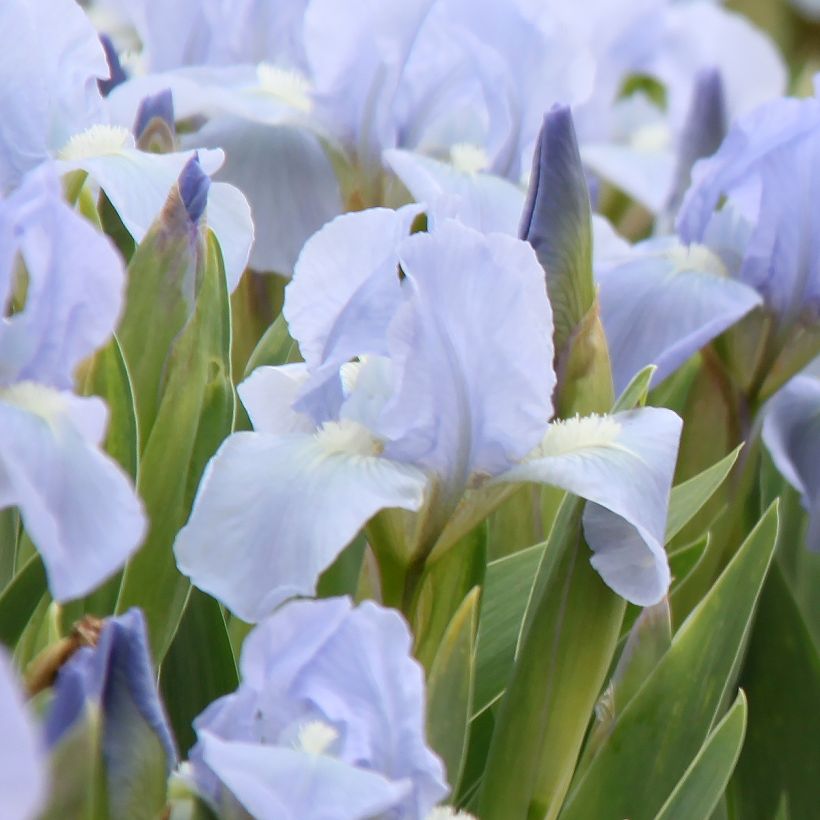 Iris pumila Azurea - Iris nain ou Iris de rocaille (Floraison)