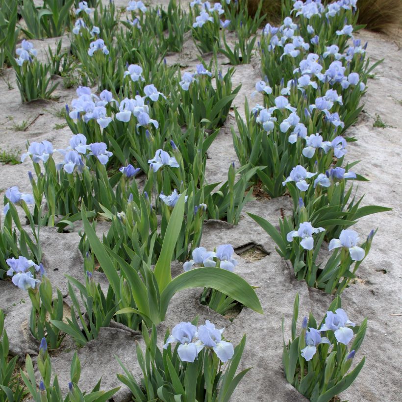 Iris pumila Azurea - Iris nain ou Iris de rocaille (Port)