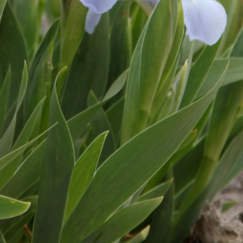 Iris pumila Blue Denim - Iris des Jardins nain (Feuillage)