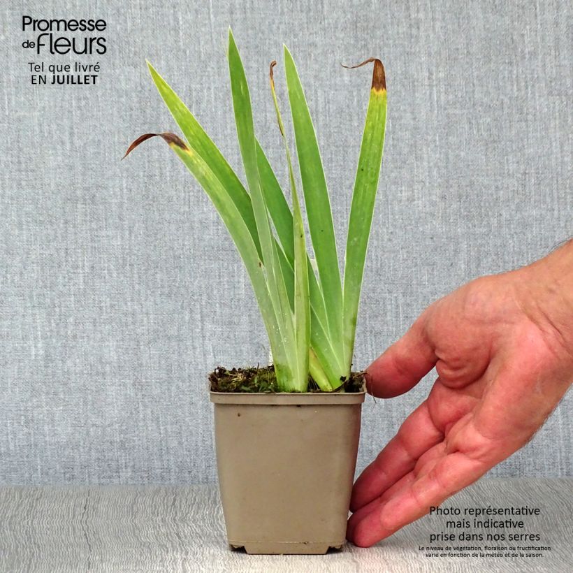 Spécimen de Iris pumila Blue Denim - Iris des Jardins nain Godet de 8/9 cm tel que livré en été
