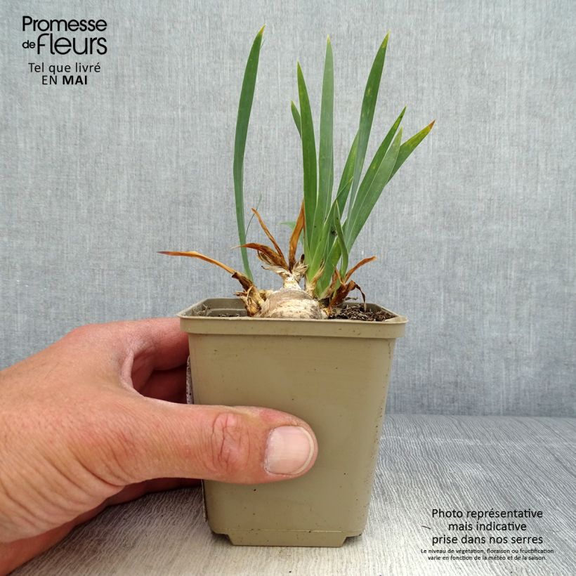 Spécimen de Iris pumila Brannigan - Iris nain ou de rocaille Godet de 8/9 cm, Calibre 4/6 tel que livré au printemps