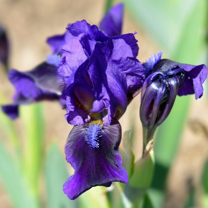 Iris pumila Brannigan - Iris nain ou de rocaille (Floraison)
