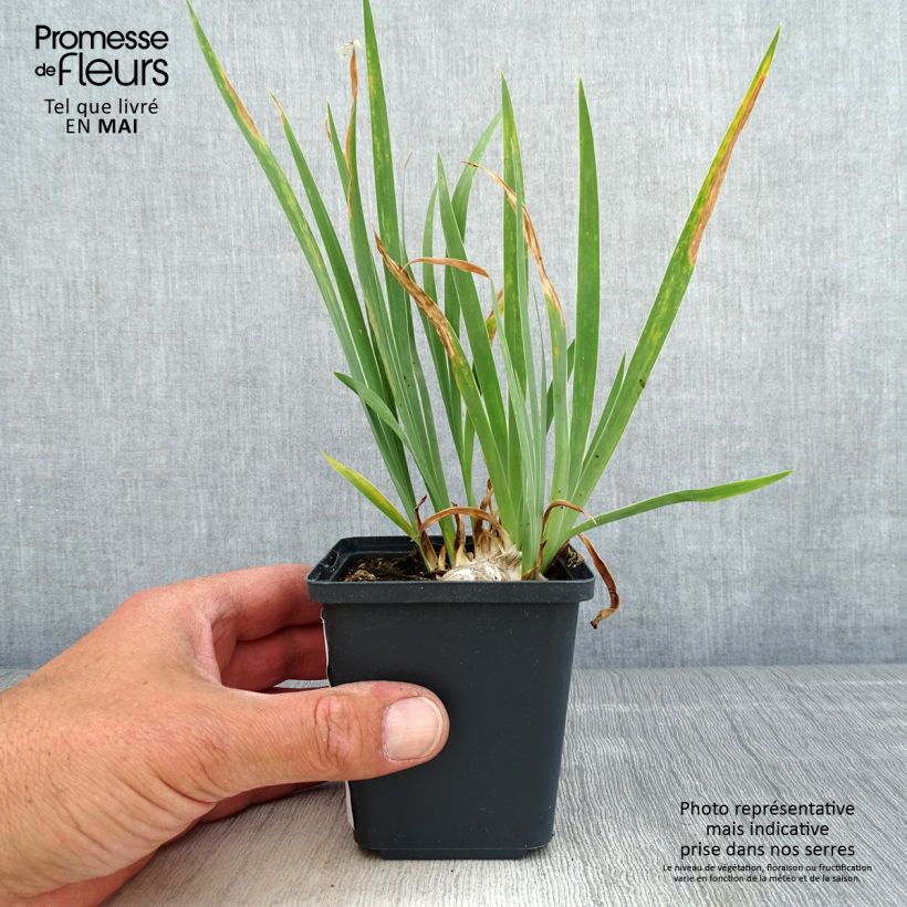Spécimen de Iris pumila Brassie - Iris nain ou de rocaille Rhizome ou godet tel que livré au printemps