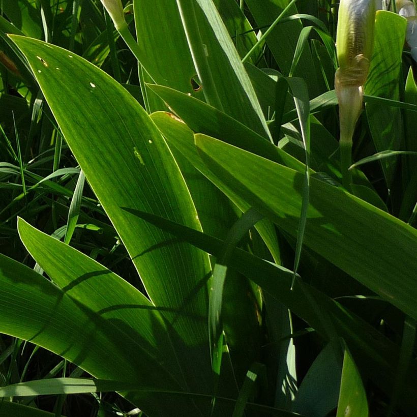 Iris pumila Bright White - Iris des Jardins nain (Feuillage)