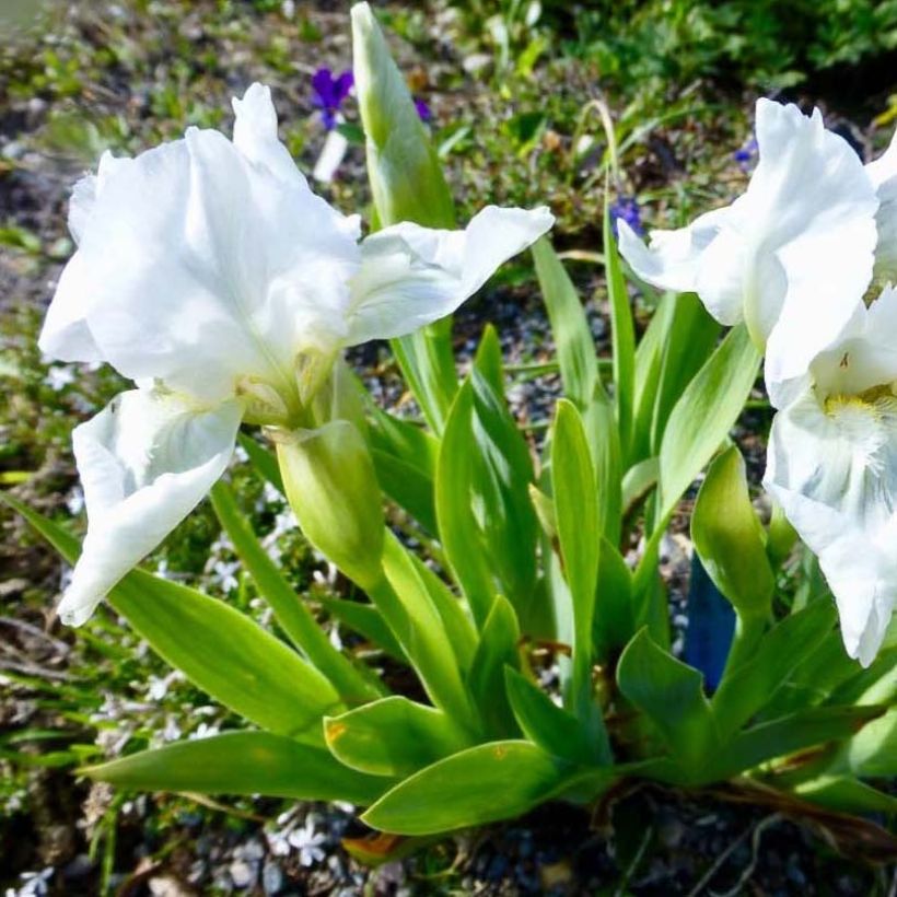 Iris pumila Bright White - Iris des Jardins nain (Floraison)
