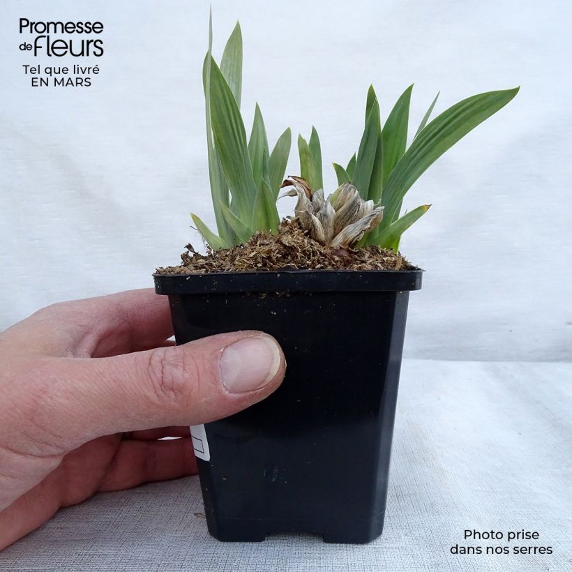 Spécimen de Iris pumila Bright White - Iris des Jardins nain Godet de 9cm tel que livré au printemps