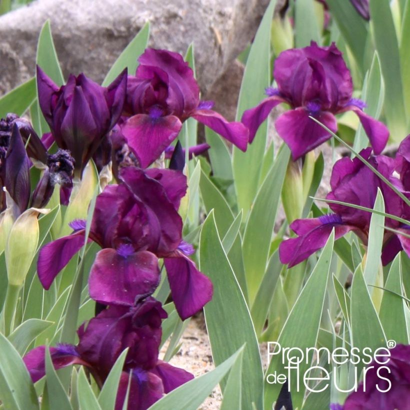 Iris pumila Cherry Garden - Iris des Jardins nain (Feuillage)