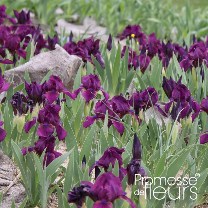 Iris pumila Cherry Garden - Iris des Jardins nain (Port)