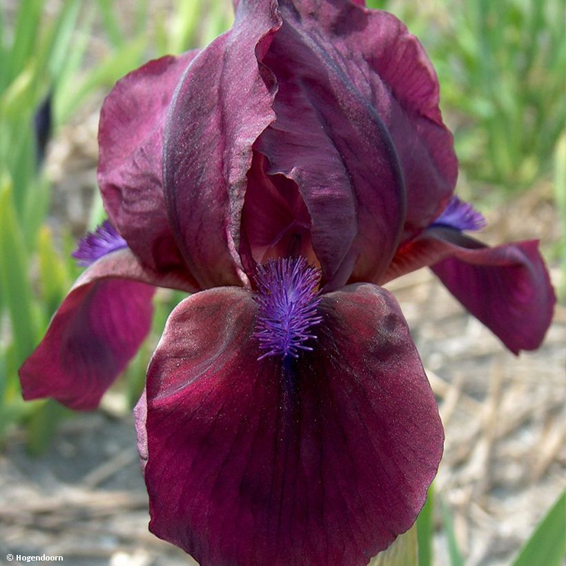 Iris pumila Cherry Garden - Iris des Jardins nain (Floraison)