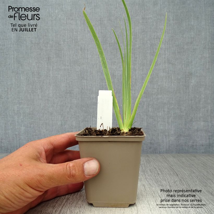 Spécimen de Iris pumila Cherry Garden - Iris des Jardins nain Godet de 8/9 cm tel que livré en été