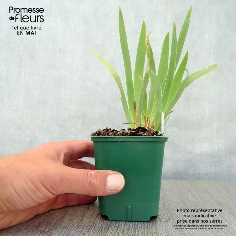 Spécimen de Iris pumila Cherry Garden - Iris des Jardins nain Rhizome ou Godet de 9cm tel que livré au printemps