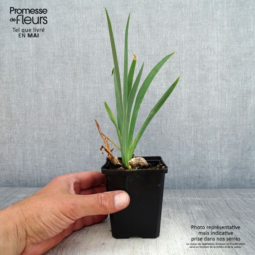 Spécimen de Iris pumila Daring Do - Iris nain ou de rocaille Rhizome ou godet tel que livré au printemps